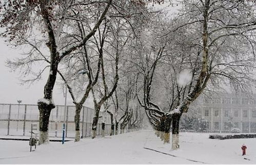 一兩句古詩(shī)中比喻雪的詩(shī)句