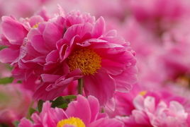 關(guān)于芍藥花的簡(jiǎn)短詩(shī)句