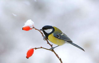 關(guān)于你鳥(niǎo)的詩(shī)句