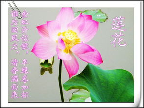 關(guān)于菏的詩(shī)句