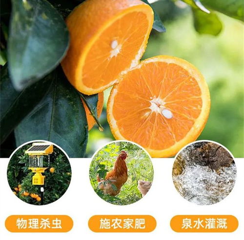 臍橙,詩(shī)句,贛南
