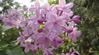 含有丁香花的古詩(shī)詩(shī)句