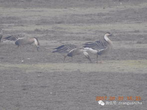 我國古詩(shī)詞中描寫(xiě)鳥(niǎo)的詩(shī)句