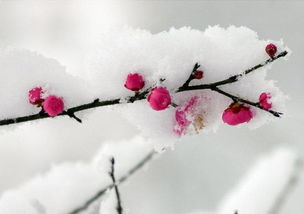 三聯(lián)關(guān)于梅花詩(shī)句