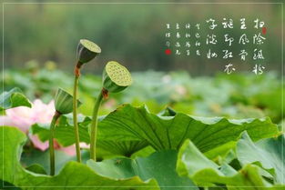 關(guān)于描寫(xiě)蓮蓬的古詩(shī)句