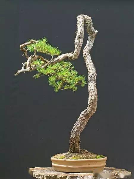 關(guān)于松樹(shù)的古詩(shī)句,表現友情的古詩(shī)句,表現思鄉的古詩(shī)句