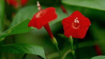 關(guān)于牽牛花愛(ài)情的詩(shī)句