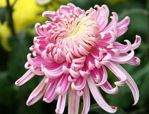贊美菊花品格的詩(shī)句古詩(shī)