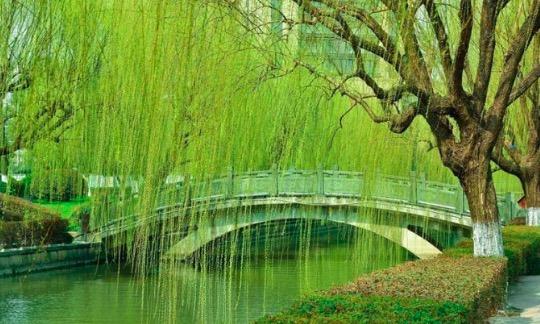 古詩(shī)中巧妙運用比喻的詩(shī)句有