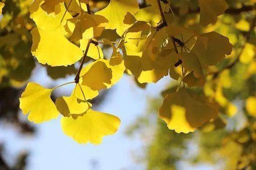 古詩(shī)詞,秋日,詩(shī)句
