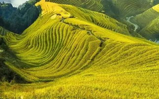 關(guān)于描寫(xiě)芒種的詩(shī)句古詩(shī),描寫(xiě)芒種的優(yōu)美詩(shī)句,描寫(xiě)芒種節氣的詩(shī)句
