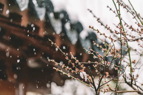 關(guān)于雪的詩(shī)句古詩(shī)名句,關(guān)于寫(xiě)雪的詩(shī)句古詩(shī),關(guān)于雪的詩(shī)句古詩(shī)愛(ài)情