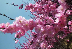 描寫(xiě)桃花有關(guān)的詩(shī)句古詩(shī)