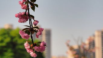 形容花開(kāi)花落的古詩(shī)句