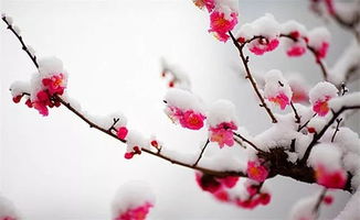 雪梅古詩(shī)詩(shī)句意思