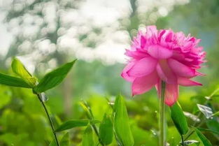 關(guān)于花生活的詩句