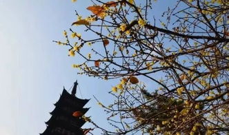 關(guān)于蠟梅的詩(shī)句古詩(shī)