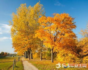 秋天的月的詩(shī)句古詩(shī)