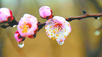 描寫(xiě)杏花花的詩(shī)句古詩(shī),關(guān)于杏花的詩(shī)句古詩(shī),贊美杏花的詩(shī)句古詩(shī)