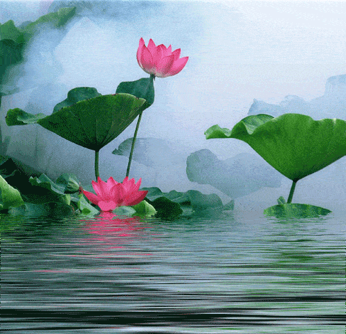 關(guān)于夏天荷花的詩(shī)句古詩(shī)大全,贊美荷花的詩(shī)句古詩(shī)大全,描寫(xiě)荷花的詩(shī)句古詩(shī)大全