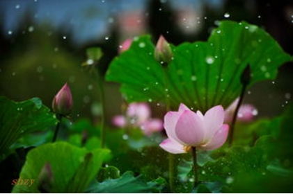 描寫(xiě)秋天下雨的詩(shī)句古詩(shī)唯美,描寫(xiě)夏天下雨的詩(shī)句古詩(shī),描寫(xiě)春天下雨的詩(shī)句古詩(shī)