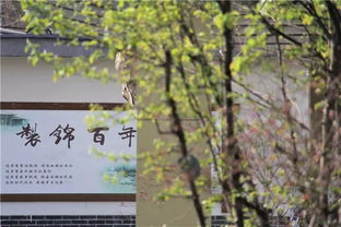 春光明媚,詩(shī)句,描寫(xiě),胡朝穎
