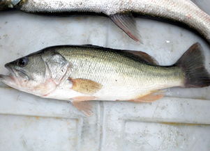關(guān)于鱸魚(yú)的美食詩(shī)句