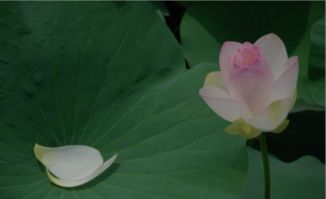 古詩(shī)詞,詩(shī)句