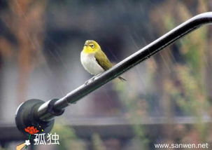 雨天孤獨的詩(shī)句有哪些,表達孤獨的詩(shī)句有哪些,孤獨無(wú)奈的詩(shī)句有哪些
