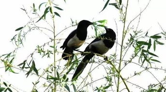 春天的詩(shī)句古詩(shī)詞,春天奮斗的詩(shī)句古詩(shī)詞,關(guān)于春天花朵的詩(shī)句