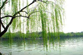 關(guān)于柳樹(shù)和鳥(niǎo)的古詩(shī)句