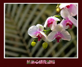 關(guān)于美好心情的詩(shī)句子有哪些