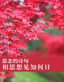 思念情人的詩(shī)句古詩(shī)6