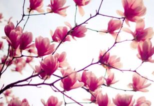關(guān)于花草的詩(shī)句還有哪些