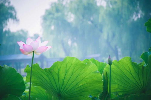 關(guān)于水玉的詩(shī)句
