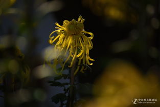 菊花的菊花的詩(shī)句古詩(shī)大全