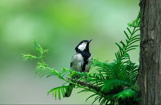 關(guān)于贊鳥(niǎo)的詩(shī)句有哪些