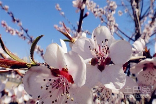 有關(guān)杏花的古詩(shī)句和賞析