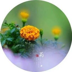 寫(xiě)菊的詩(shī)句五古詩(shī)句