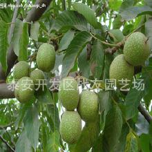 核桃種植項目合同(核桃種植項目建議書(shū))