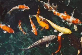 我發(fā)現魚(yú)沒(méi)有眼皮作文的開(kāi)頭