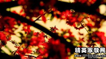 唯美的作文開(kāi)頭寫(xiě)景的句子摘抄