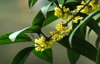 作文,開(kāi)頭