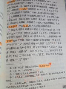 好開(kāi)頭大熊貓作文四百字