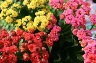 長(cháng)壽花作文的開(kāi)頭怎么寫(xiě),觀(guān)察長(cháng)壽花作文三年級,寫(xiě)長(cháng)壽花的作文三年級