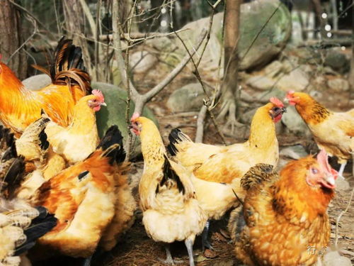 關(guān)于生態(tài)環(huán)境的作文開(kāi)頭,保護生態(tài)的作文開(kāi)頭,一般關(guān)于生態(tài)環(huán)境的作文開(kāi)頭如何寫(xiě)
