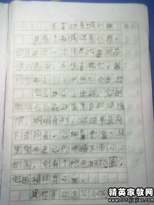 動(dòng)物開(kāi)頭作文怎么寫(xiě)300字