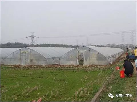 淺談設施農業(yè)如何安全合理使用農藥(如何合理使用音響)