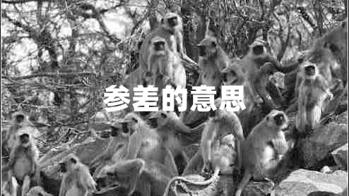 參差的意思