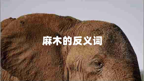 麻木的反義詞
